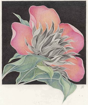 Drawing by Marian Damerell: Flower of Hope