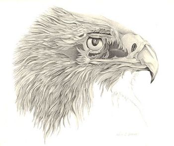 Drawing by Marian Damerell: Eagle 1