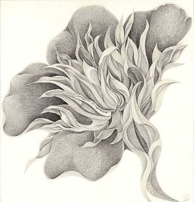 Drawing by Marian Damerell: Dream Flower
