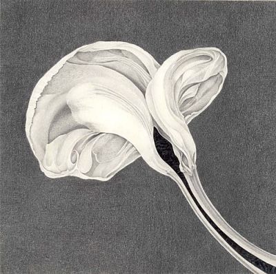 Drawing by Marian Damerell: Arum Lily